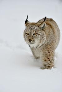 猞猁的秘密 Mystery Of The Lynx的海报