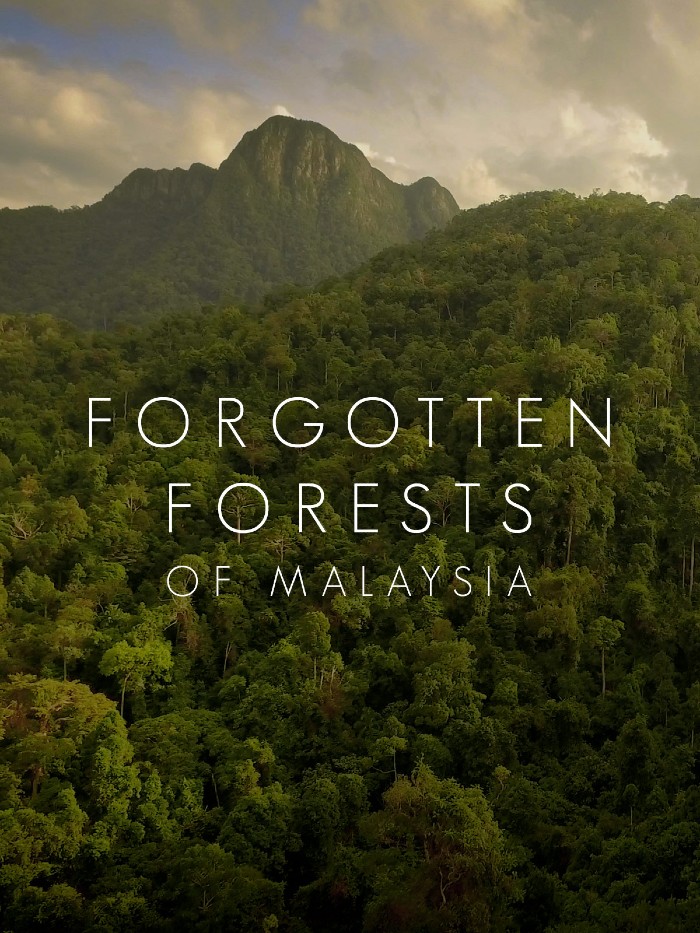 马来西亚被遗忘的雨林 Forgotten Forests of Malaysia的海报
