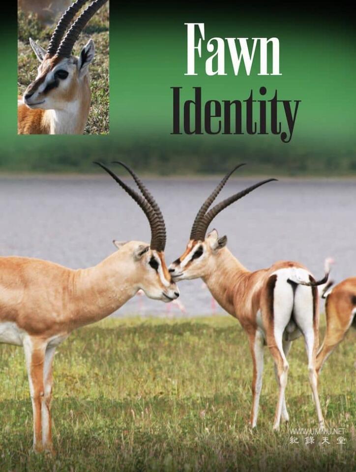 非洲小鹿 Fawn Identity的海报