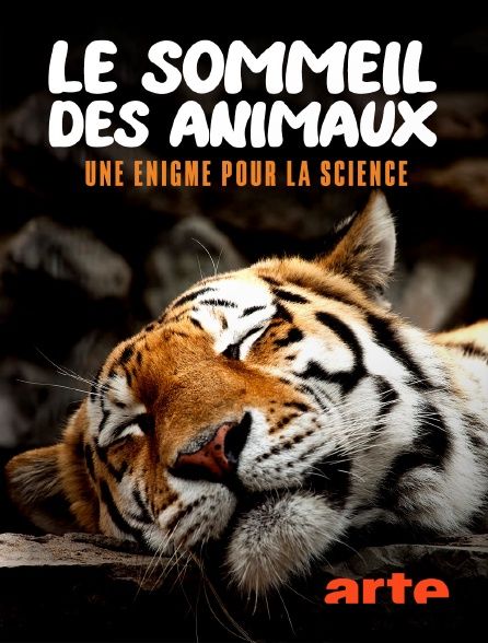 大自然中的睡眠 Le sommeil des animaux的海报