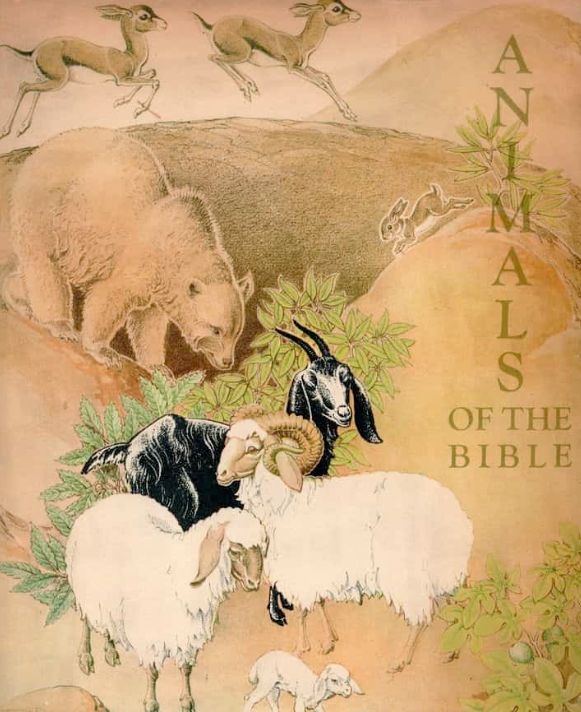 圣经中的动物 Animals Of The Bible的海报