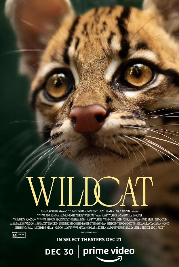 野猫 Wildcat的海报
