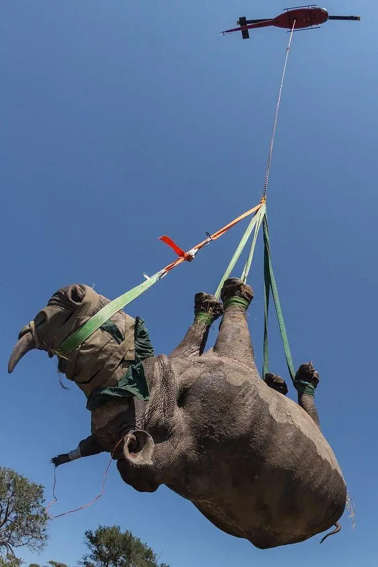 自然世界：飞翔的犀牛 The Natural World: Flight of the Rhino的海报