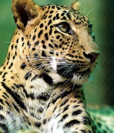 花豹：21世纪大猫 Natural World - Leopards: 21st Century Cats的海报