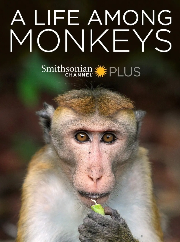猴群中的生活 A Life Among Monkeys的海报