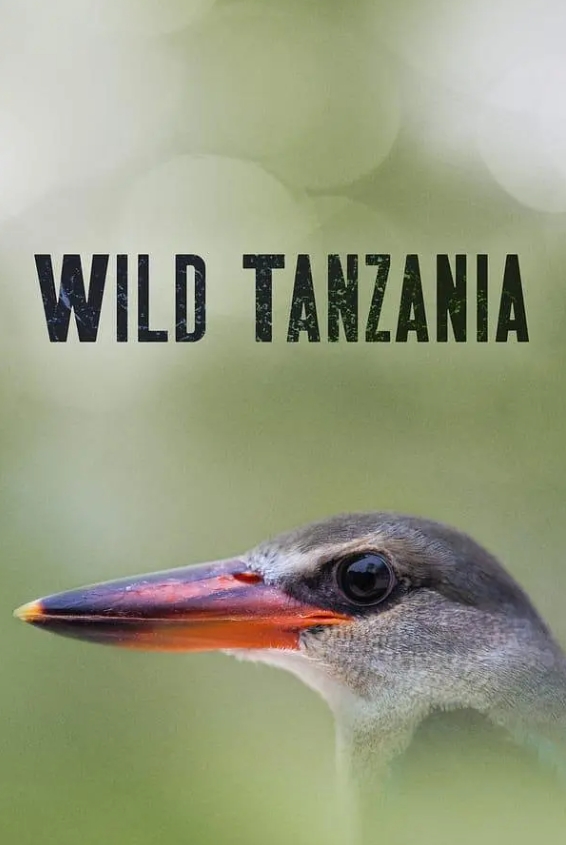 狂野坦桑尼亚 第一季 Wild Tanzania Season 1的海报