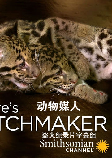 动物媒人 Nature's.Matchmaker的海报