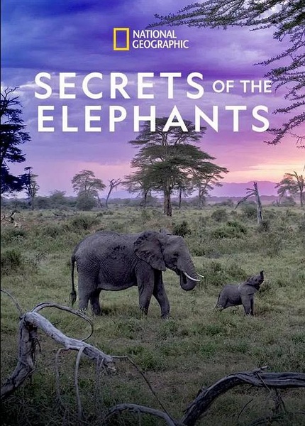 大象的秘密 Secrets of the Elephants的海报
