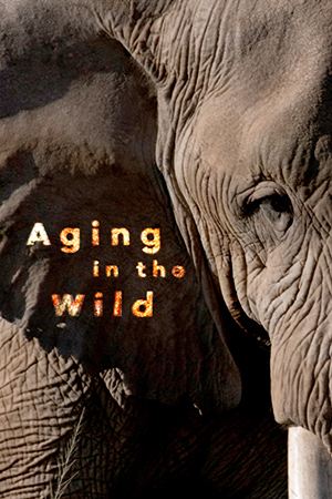 荒野生命之歌 Aging in the Wild的海报