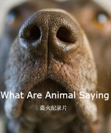 动物妙语 What Are Animal Saying的海报