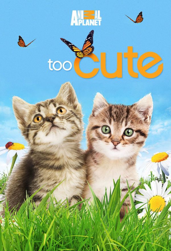 萌宠成长记 全6季 Too Cute的海报