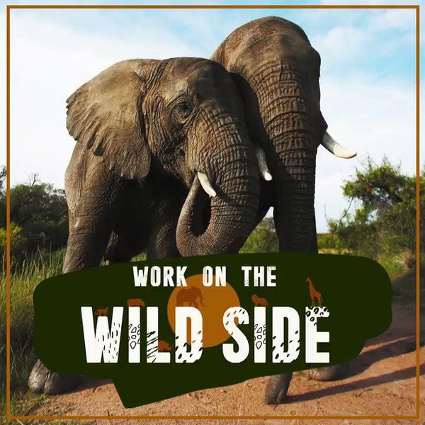 野生大营救 第一季 Work on the Wild Side Season 1的海报