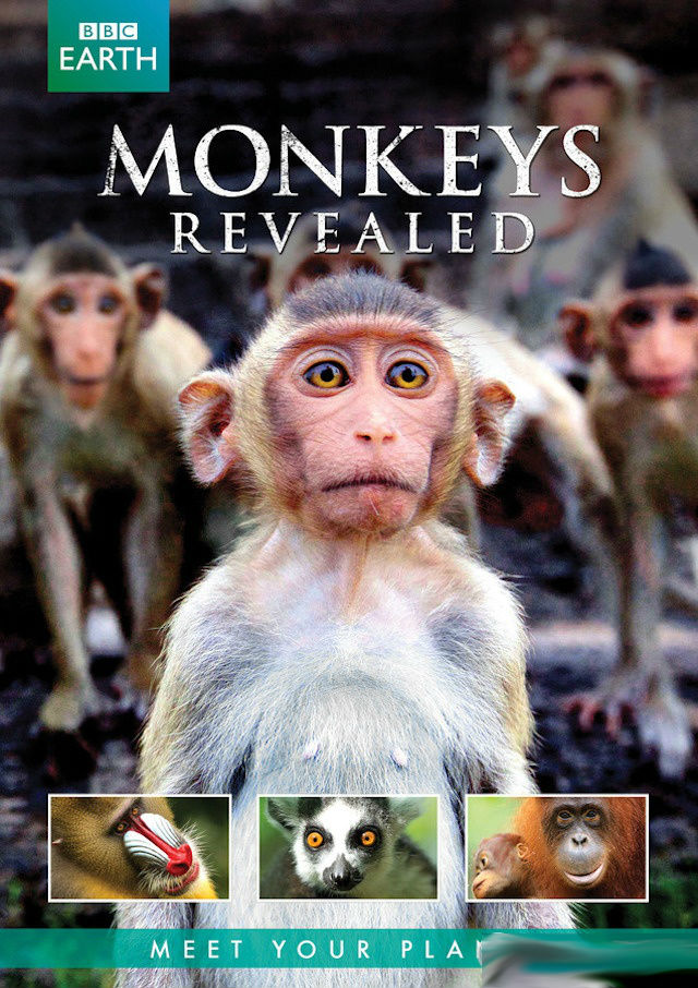 猴子大观 Monkeys Revealed的海报