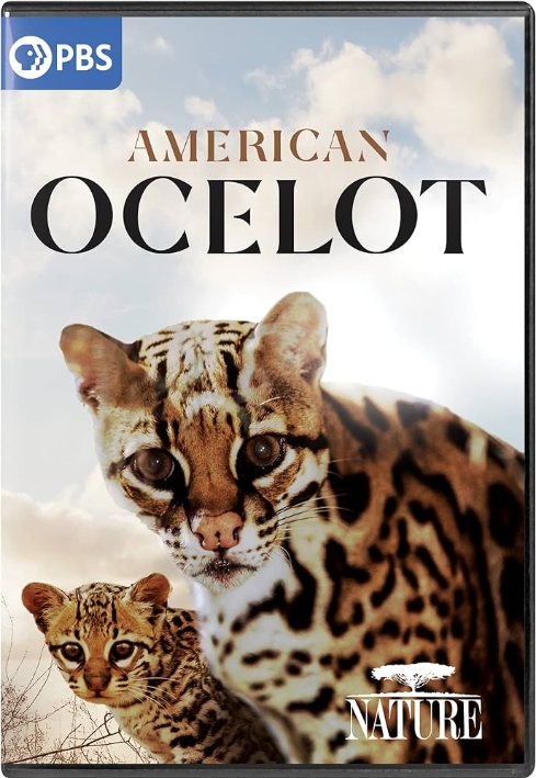 美国豹猫 American Ocelot的海报