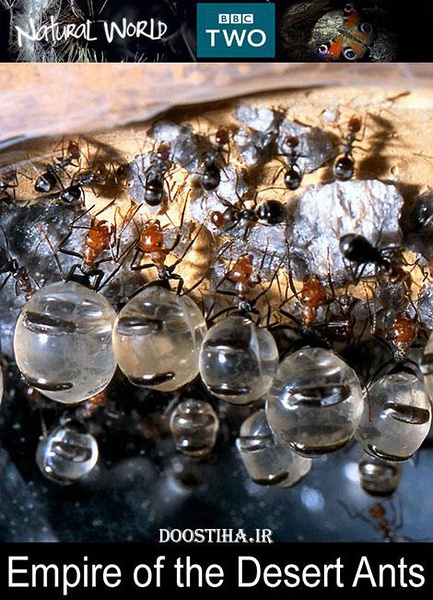 自然世界：蚂蚁帝国 The Nature World: Empire of the Ants的海报