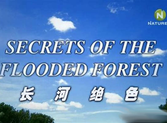 泛滥森林的秘密 长河绝色 Secrets of the Flooded Forest的海报