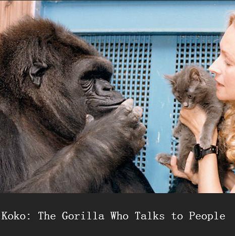 可可—会与人类交流的猩猩 The Gorilla who Talks to People的海报