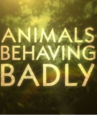 动物举止背后的谎言 Animals Behaving Badly的海报