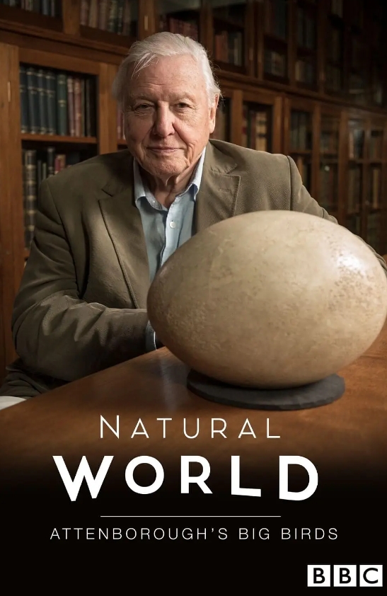 爱登堡领略大型鸟类 Natural World: Attenborough’s Big Birds的海报