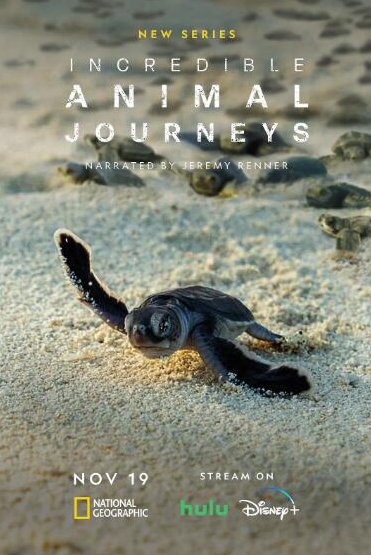 生灵奇旅/不可思议的动物之旅 第1季 Incredible Animal Journeys的海报