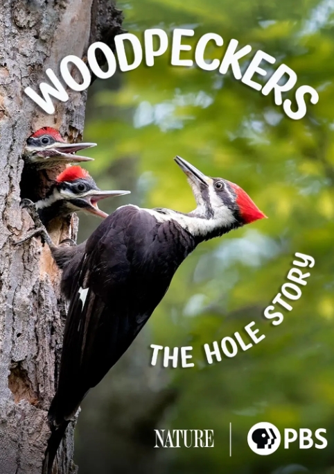啄木鸟：洞的故事 Woodpeckers: The Hole Story 2022的海报