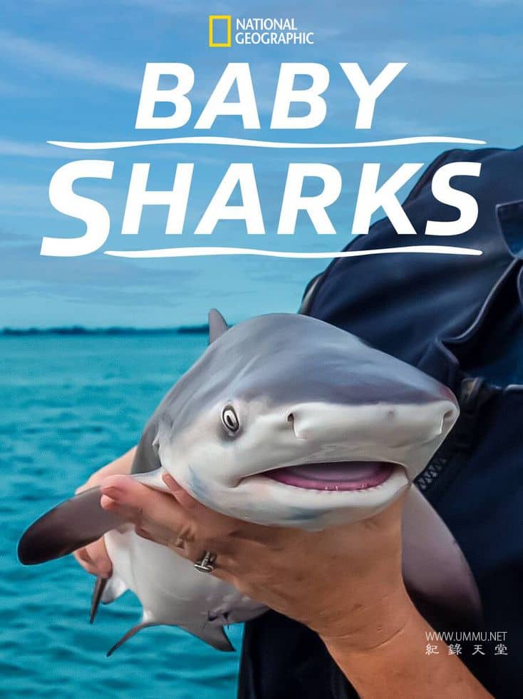 鲨鱼宝宝成长记 Baby Sharks的海报