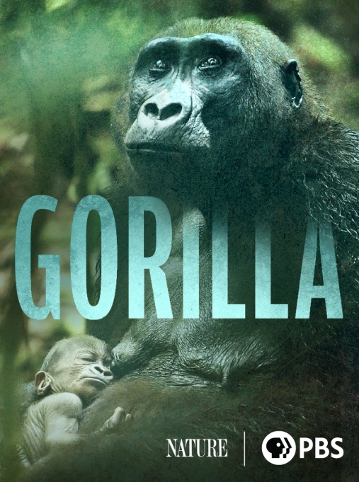 大猩猩 Gorilla的海报