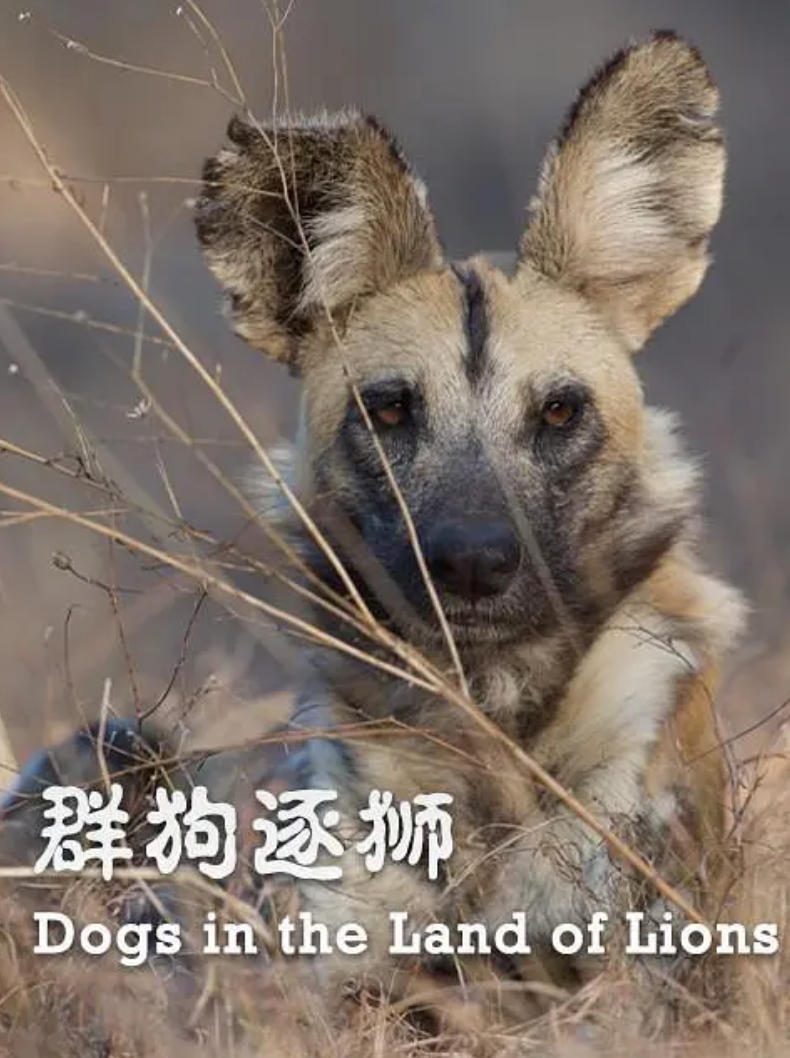 群狗逐狮 Dogs in the Land of Lions的海报