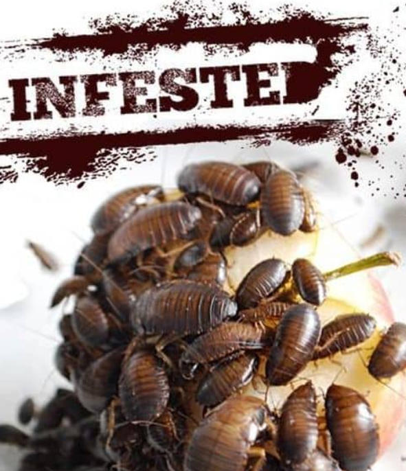 害虫入侵！Infested!的海报