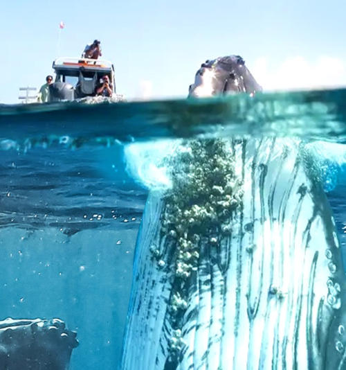 如果地球上没有陆地 If There Was No Land On Earth的海报