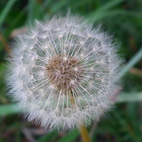 生物飞行的冷知识的海报