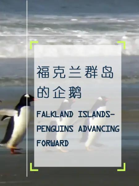 企鹅之岛：福克兰/福克兰群岛的企鹅 Penguin Island: The Falklands 2010的海报