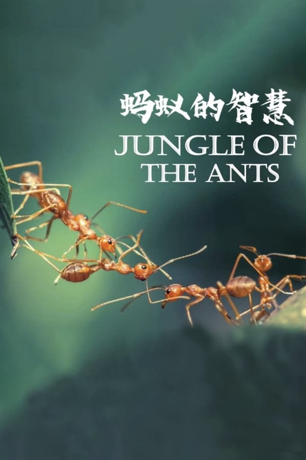 蚂蚁的智慧 Jungle of the Ants 2023的海报