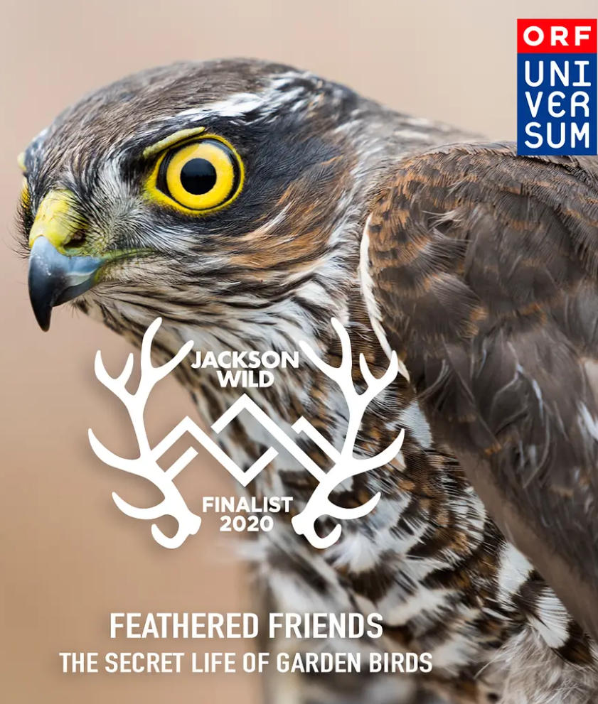 羽之精灵 Feathered Friends 2019的海报