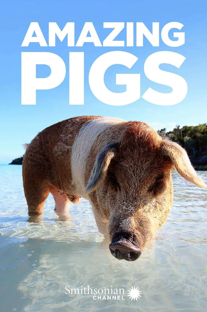 聪明的猪/神奇的猪 Amazing Pigs 2018的海报