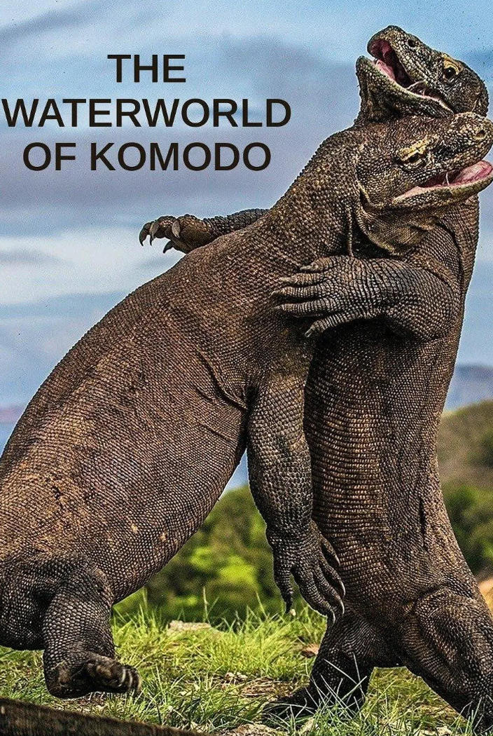 科莫多水世界 The Waterworld of Komodo 2020的海报