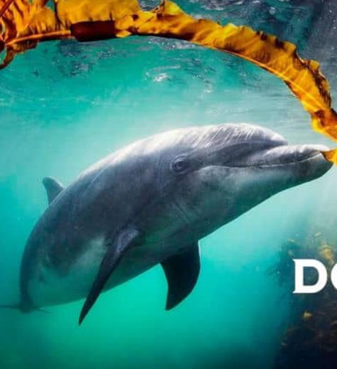海豚：海洋奇观 Dolphins: Wonders of the Ocean的海报