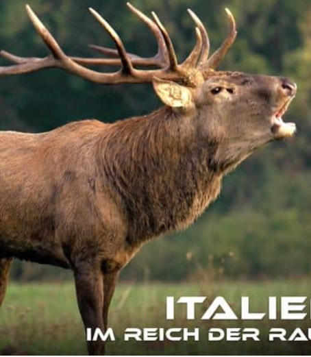 野性意大利：顶级掠食者 Wild Italy:Top Predators的海报