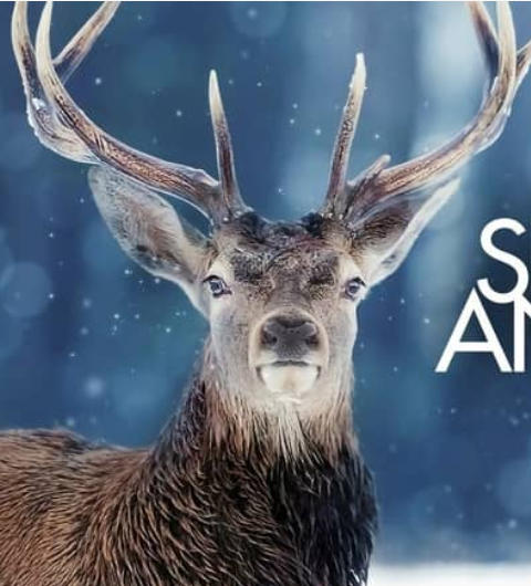 雪地动物 Snow Animals的海报