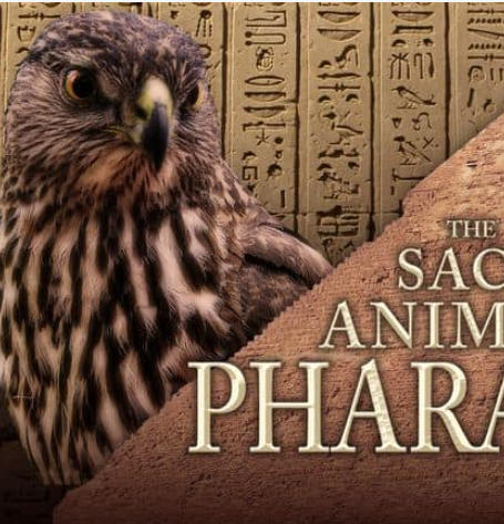 法老的圣兽 The Sacred Animals of the Pharaohs的海报