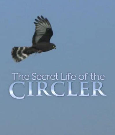 黑鹞的秘密生活 Secret Life of the Circler的海报
