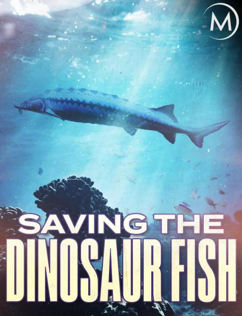 濒危远古大鱼 Saving the Dinosaur Fish的海报