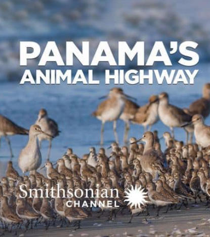 巴拿马的动物公路 Panama's Animal Highway的海报