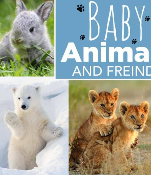 动物宝宝 Baby Animals 2015-2020的海报