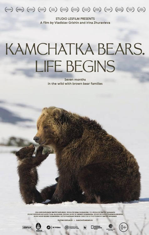 勘察加熊：生命启程 Kamchatka Bears:Life Begins 2018的海报