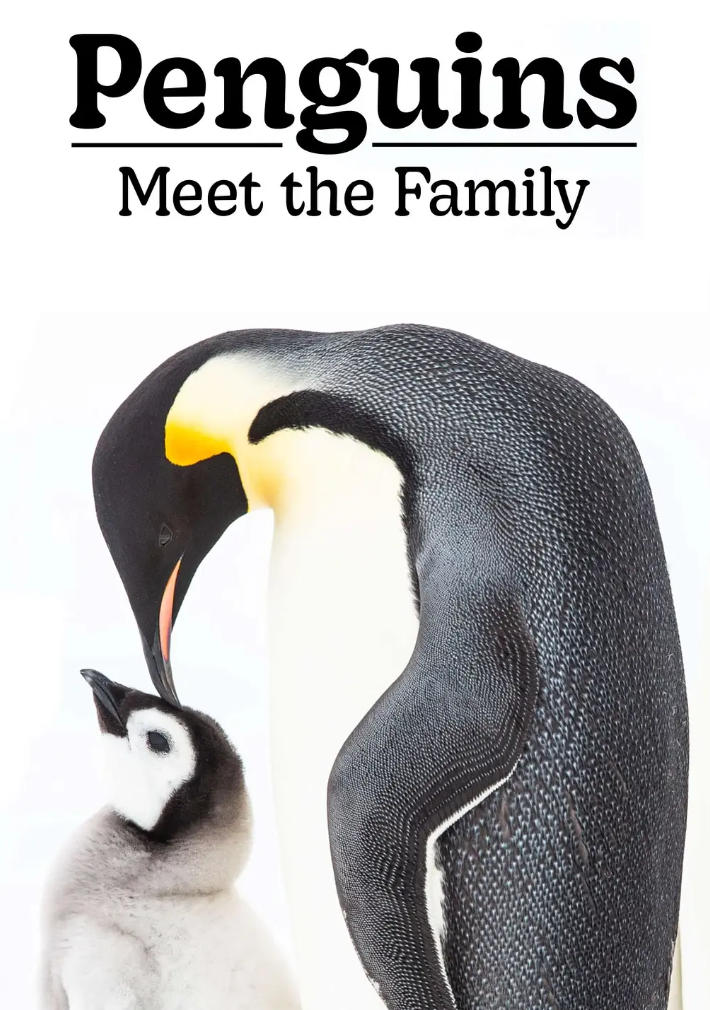 企鹅家族 Penguins: Meet the Family的海报