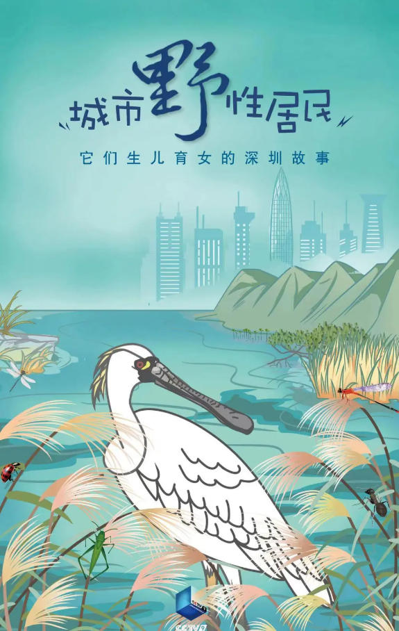 城市野性居民 2024的海报