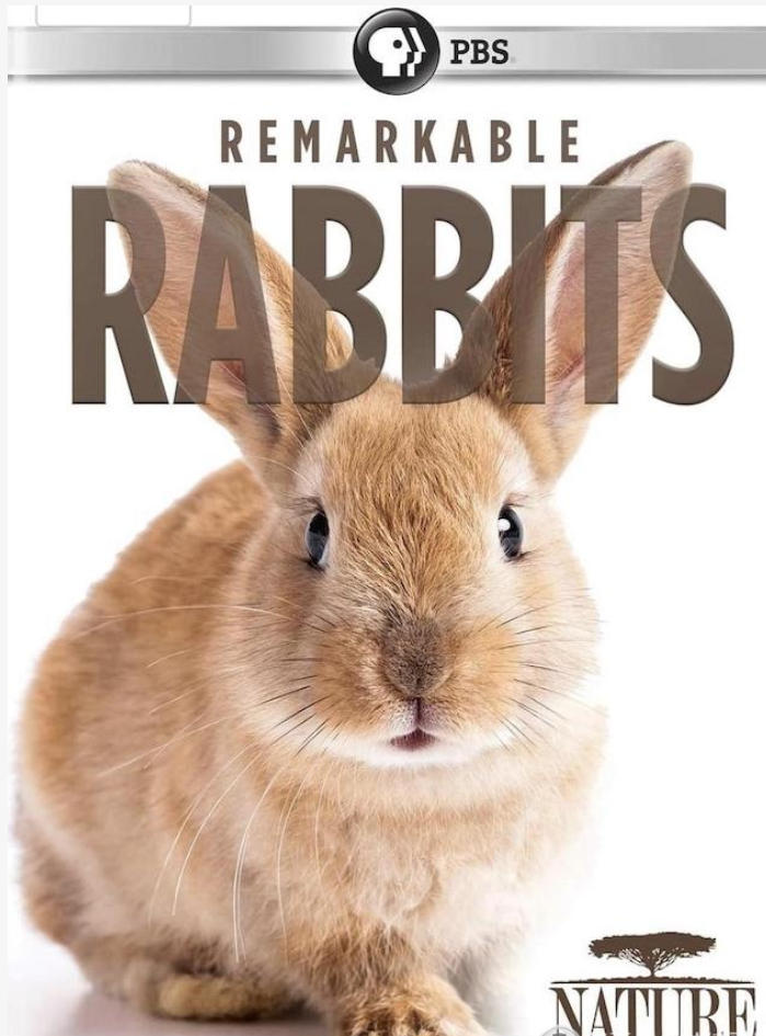 非凡的兔子/了不起的兔子 Remarkable Rabbits 2020的海报
