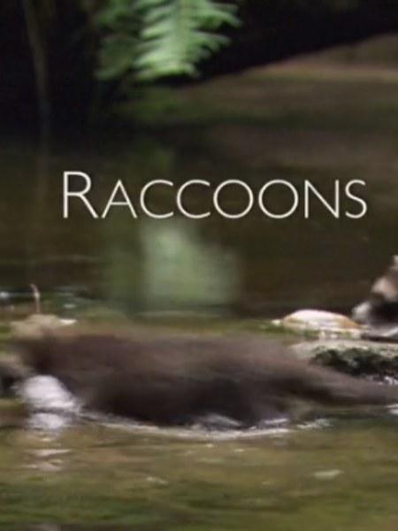 浣熊：新欧洲人 Raccoons: The New Europeans 2012的海报