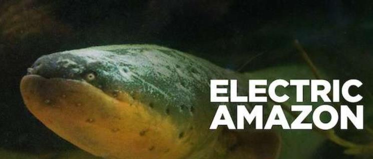 亚马孙河的电鱼世界 Electric Amazon的海报